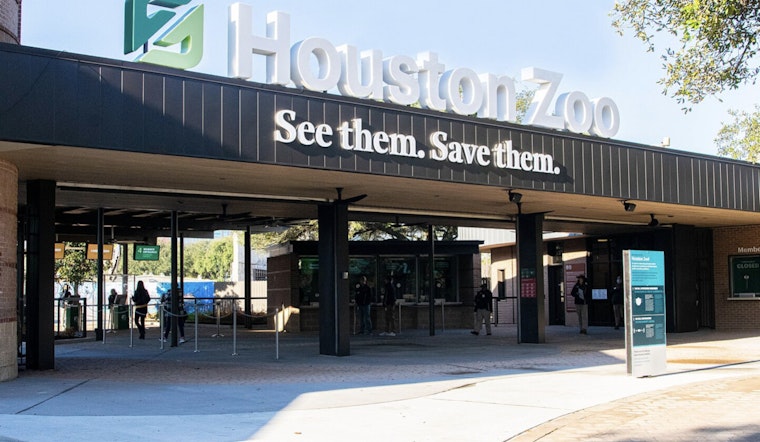 Houston Zoo's New Jaguar Cub Rojo Captivates Hearts While Championing Conservation Efforts