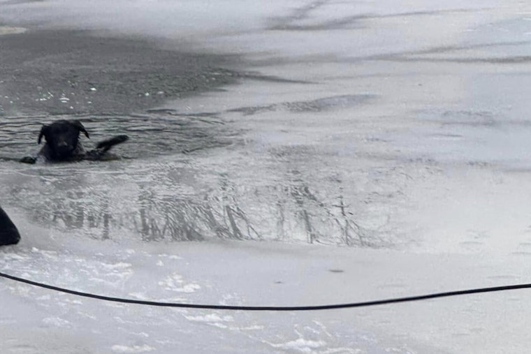 Indianapolis Fire Department Heroically Rescues Dog from Frozen Pond on East Side