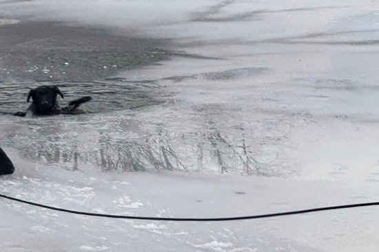 Indianapolis Fire Department Heroically Rescues Dog from Frozen Pond on East Side
