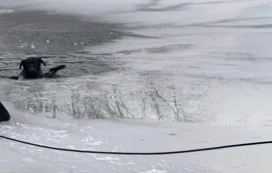 Indianapolis Fire Department Heroically Rescues Dog from Frozen Pond on East Side