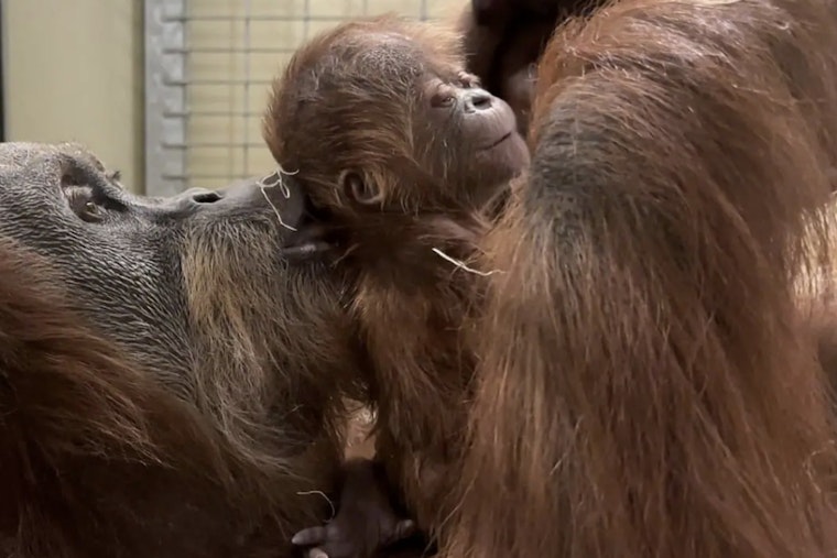 Indianapolis Zoo Celebrates Birth of New Baby Orangutan, Boosts Conservation Efforts