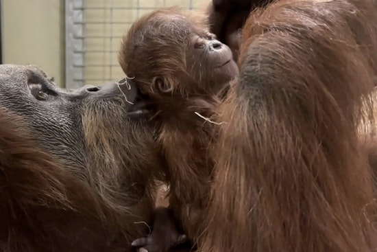 Indianapolis Zoo Celebrates Birth of New Baby Orangutan, Boosts Conservation Efforts