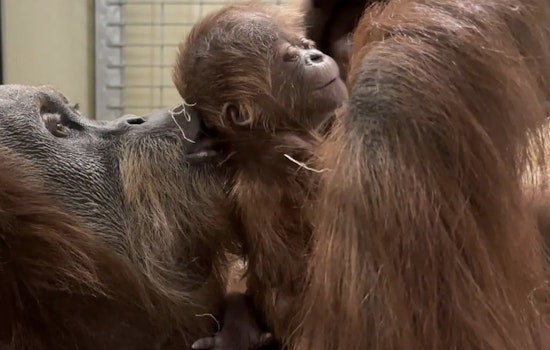 Indianapolis Zoo Celebrates Birth of New Baby Orangutan, Boosts Conservation Efforts