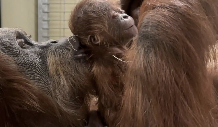 Indianapolis Zoo Celebrates Birth of New Baby Orangutan, Boosts Conservation Efforts