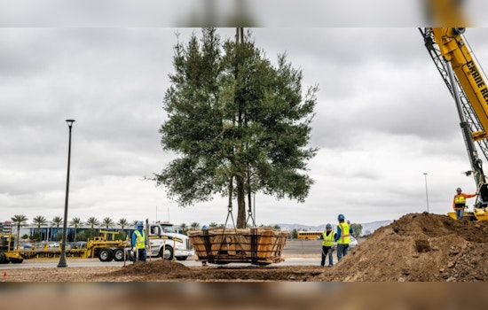 Irvine's Great Park Welcomes 30-Foot Oaks as City Strengthens Eco-Friendly Efforts