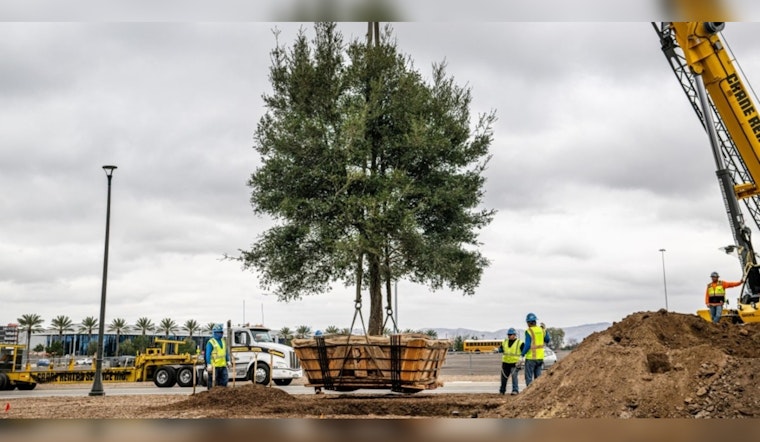 Irvine's Great Park Welcomes 30-Foot Oaks as City Strengthens Eco-Friendly Efforts