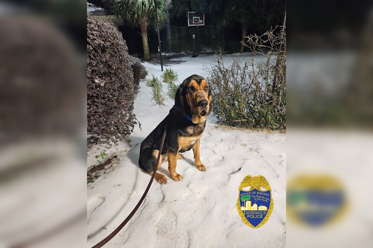 Jacksonville Sheriff's Office Welcomes New Bloodhound Pepper to K9 Unit, Bolsters Search and Rescue Capability