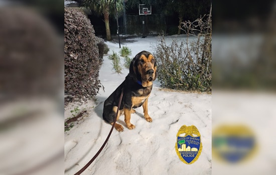 Jacksonville Sheriff's Office Welcomes New Bloodhound Pepper to K9 Unit, Bolsters Search and Rescue Capability