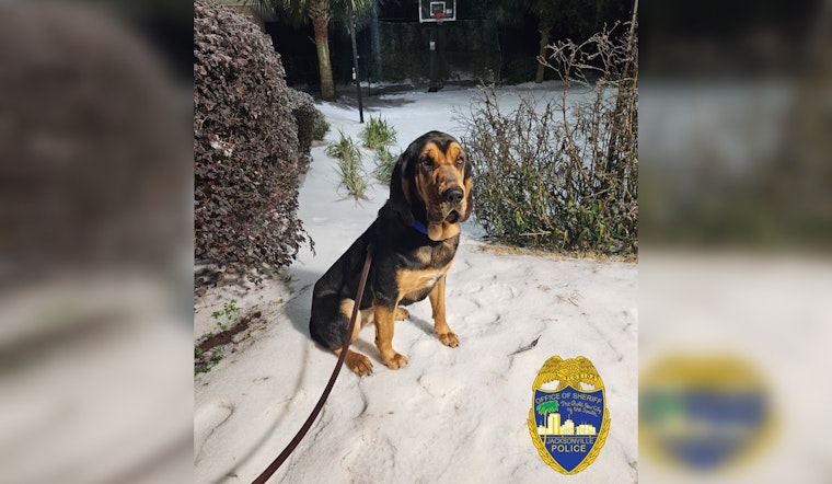 Jacksonville Sheriff's Office Welcomes New Bloodhound Pepper to K9 Unit, Bolsters Search and Rescue Capability