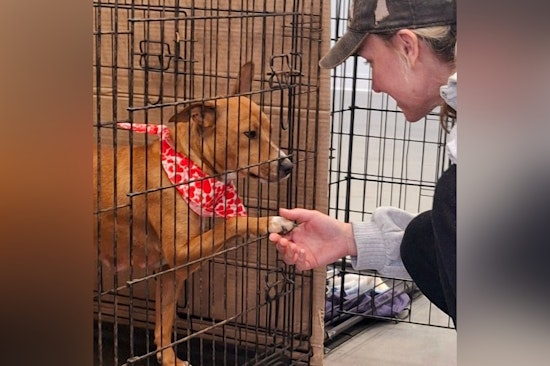 Jacksonville's Animal Care Services Open on Presidents' Day, Urges Adoption of Stray Momma Dog Lady