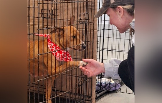 Jacksonville's Animal Care Services Open on Presidents' Day, Urges Adoption of Stray Momma Dog Lady