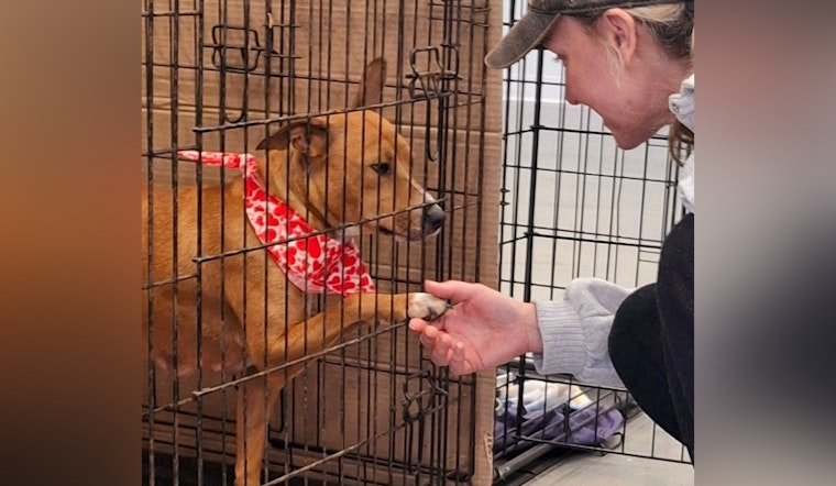 Jacksonville's Animal Care Services Open on Presidents' Day, Urges Adoption of Stray Momma Dog Lady