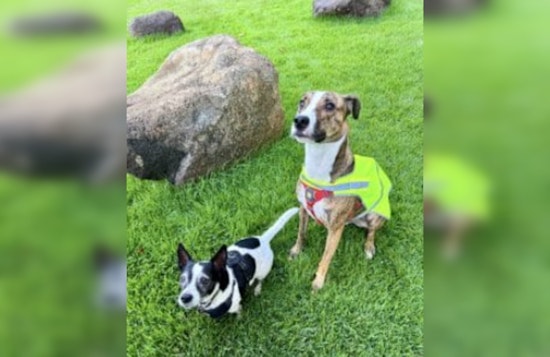 Kaka‘ako Welcomes New Kolowalu Dog Park Infused with Hawaiian Culture for Pups and Owners Alike