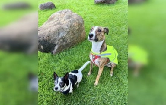 Kaka‘ako Welcomes New Kolowalu Dog Park Infused with Hawaiian Culture for Pups and Owners Alike