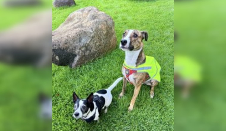 Kaka‘ako Welcomes New Kolowalu Dog Park Infused with Hawaiian Culture for Pups and Owners Alike