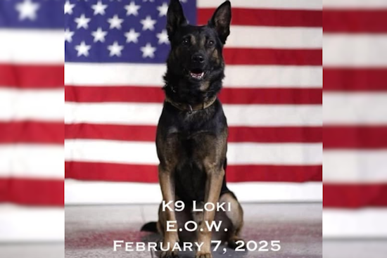 Knox County Sheriff's Office Honors Fallen K9 Officer Loki's Dedication to Duty