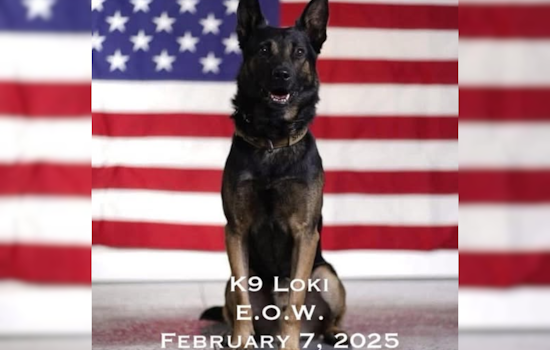Knox County Sheriff's Office Honors Fallen K9 Officer Loki's Dedication to Duty