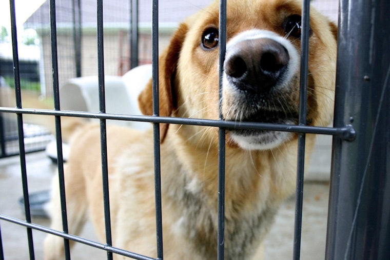 Las Vegas Shelter Dog Tests Positive for Canine Distemper Amid Overcrowding Concerns