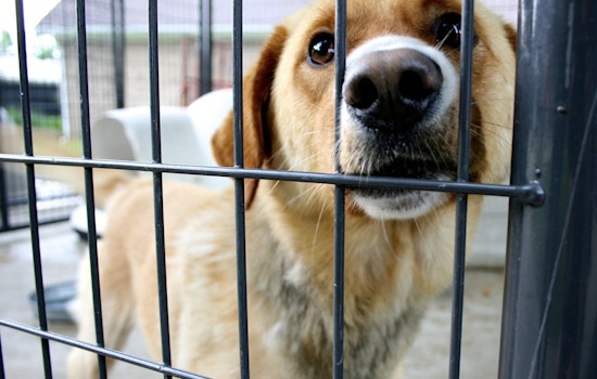 Las Vegas Shelter Dog Tests Positive for Canine Distemper Amid Overcrowding Concerns