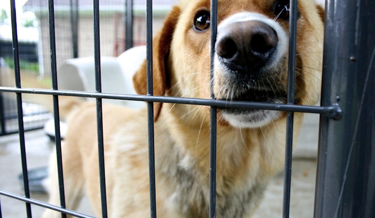 Las Vegas Shelter Dog Tests Positive for Canine Distemper Amid Overcrowding Concerns
