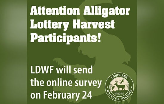 LDWF Launches Online Survey to Refine Alligator Lottery Harvest Program in Louisiana