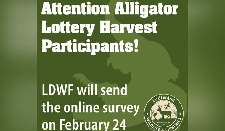 LDWF Launches Online Survey to Refine Alligator Lottery Harvest Program in Louisiana