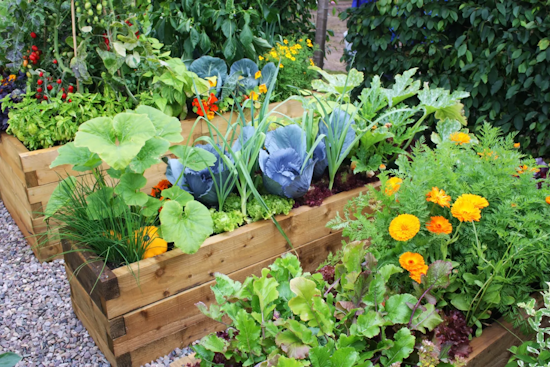 Longmont Library's 5th Annual Gardening Fair and Free Seed Library Blossom This February and March