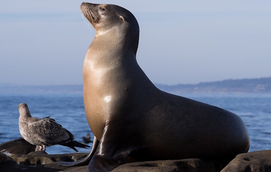 Malibu on Alert: Domoic Acid Suspected in Over a Dozen Sea Lion Illnesses, Residents Urged to Avoid Contact