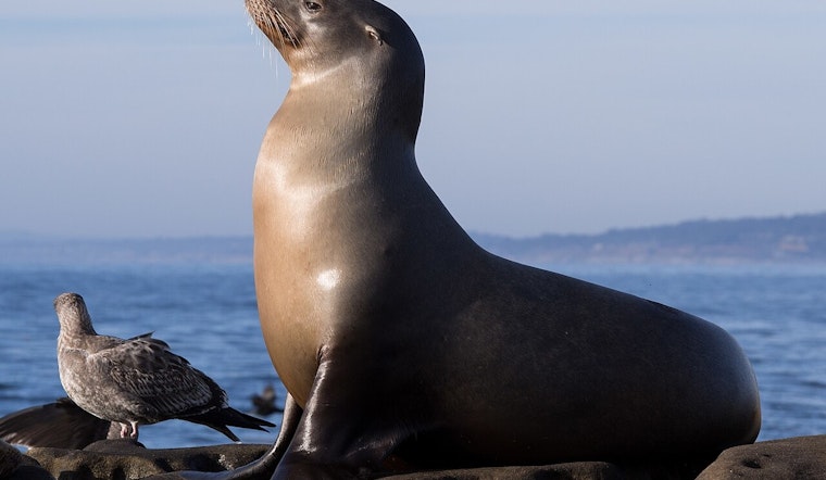 Malibu on Alert: Domoic Acid Suspected in Over a Dozen Sea Lion Illnesses, Residents Urged to Avoid Contact