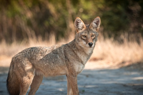 Man and Service Dog Attacked by Coyotes in Altamonte Springs Neighborhood
