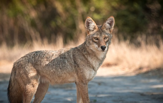 Man and Service Dog Attacked by Coyotes in Altamonte Springs Neighborhood
