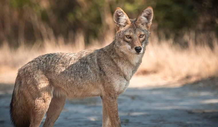 Man and Service Dog Attacked by Coyotes in Altamonte Springs Neighborhood