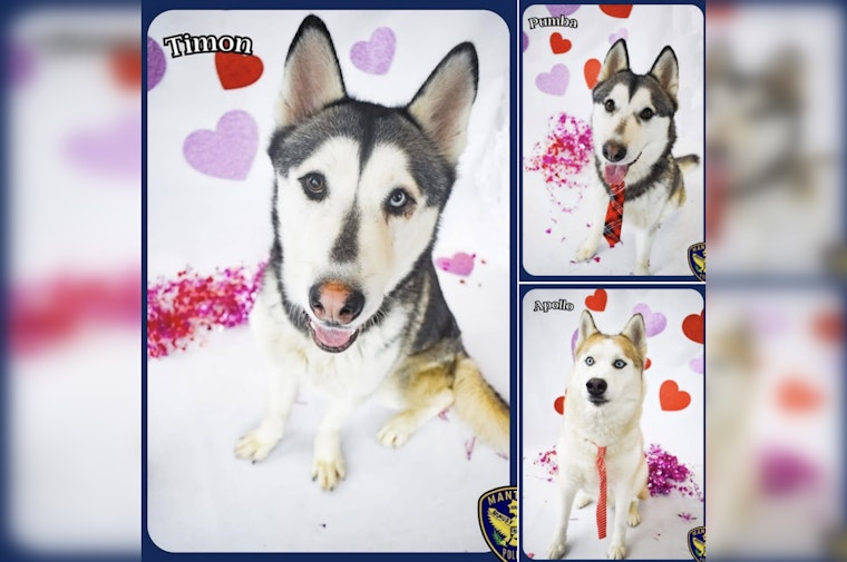 Manteca Police Play Matchmaker for Valentine's Day with Trio of Adoptable Huskies