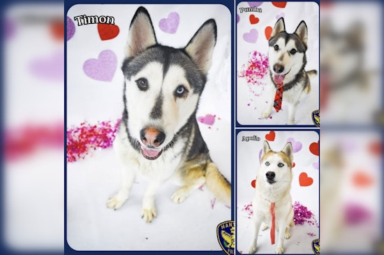 Manteca Police Play Matchmaker for Valentine's Day with Trio of Adoptable Huskies
