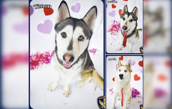 Manteca Police Play Matchmaker for Valentine's Day with Trio of Adoptable Huskies