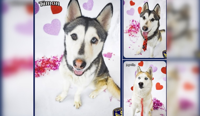 Manteca Police Play Matchmaker for Valentine's Day with Trio of Adoptable Huskies