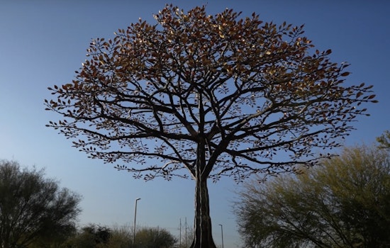 Maricopa Celebrates Agricultural Legacy with Joe Tyler's "Agrarian Roots" Metal Sculpture