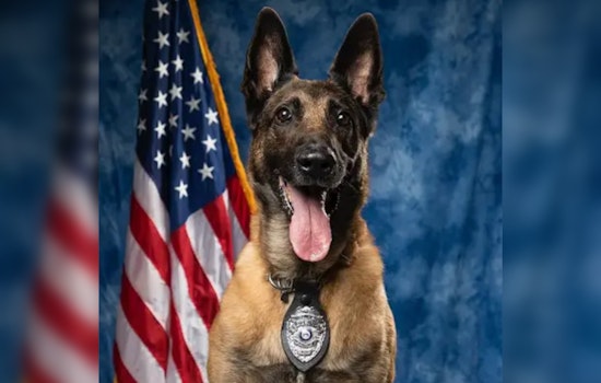 Marietta Police Department Mourns the Loss of Beloved Retired K9 Atos