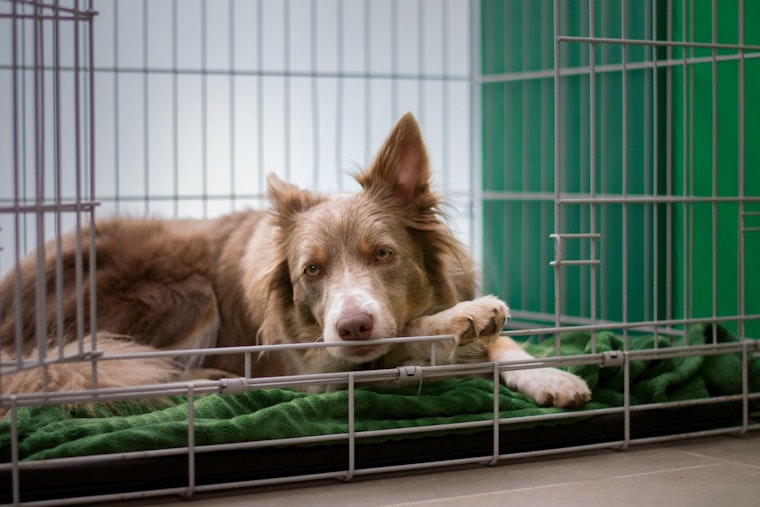 Massachusetts Fosters Pet Safety with Ollie's Law Advisory Committee Launch