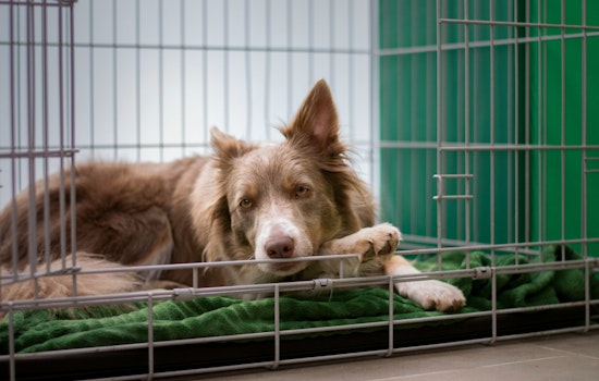 Massachusetts Fosters Pet Safety with Ollie's Law Advisory Committee Launch
