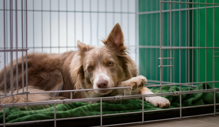 Massachusetts Fosters Pet Safety with Ollie's Law Advisory Committee Launch