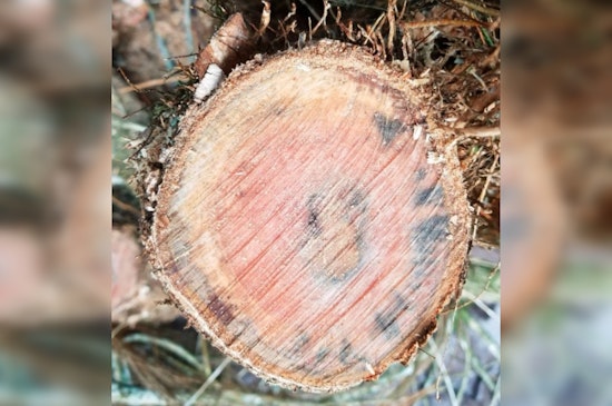 Maui Elementary School Battles Rapid ʻŌhiʻa Death as State Agencies Implement Urgent Protective Measures