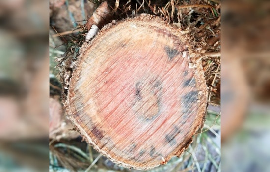 Maui Elementary School Battles Rapid ʻŌhiʻa Death as State Agencies Implement Urgent Protective Measures