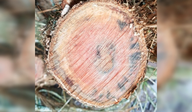 Maui Elementary School Battles Rapid ʻŌhiʻa Death as State Agencies Implement Urgent Protective Measures