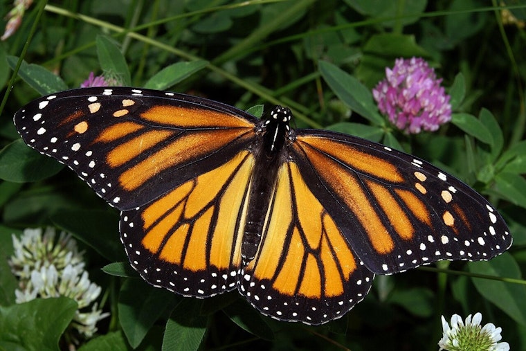 Meijer Gardens Celebrates 30 Years of Butterflies with Nation's Largest Exhibit in Grand Rapids