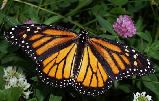 Meijer Gardens Celebrates 30 Years of Butterflies with Nation's Largest Exhibit in Grand Rapids