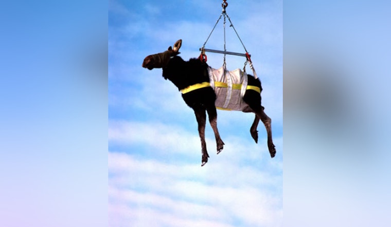 Michigan Teams Up with Local Communities and Universities to Study Stagnant Moose Population Growth