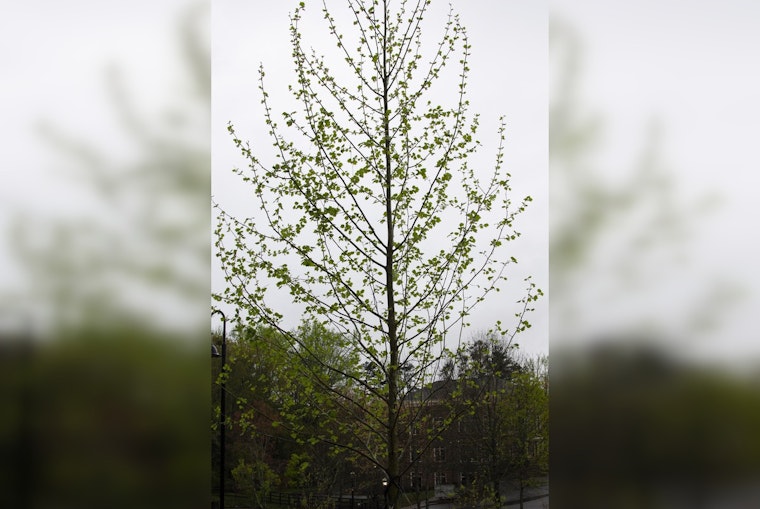 Milton's Mayfield Park to Host Festive Arbor Day Event with Tree Plantings and Eco-Activities
