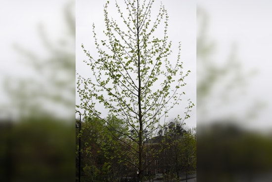 Milton's Mayfield Park to Host Festive Arbor Day Event with Tree Plantings and Eco-Activities