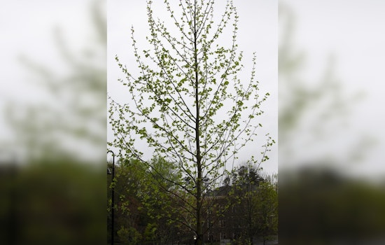 Milton's Mayfield Park to Host Festive Arbor Day Event with Tree Plantings and Eco-Activities